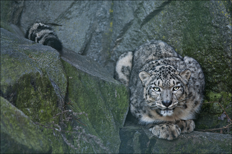 Snowleopard at Berlin Tierpark