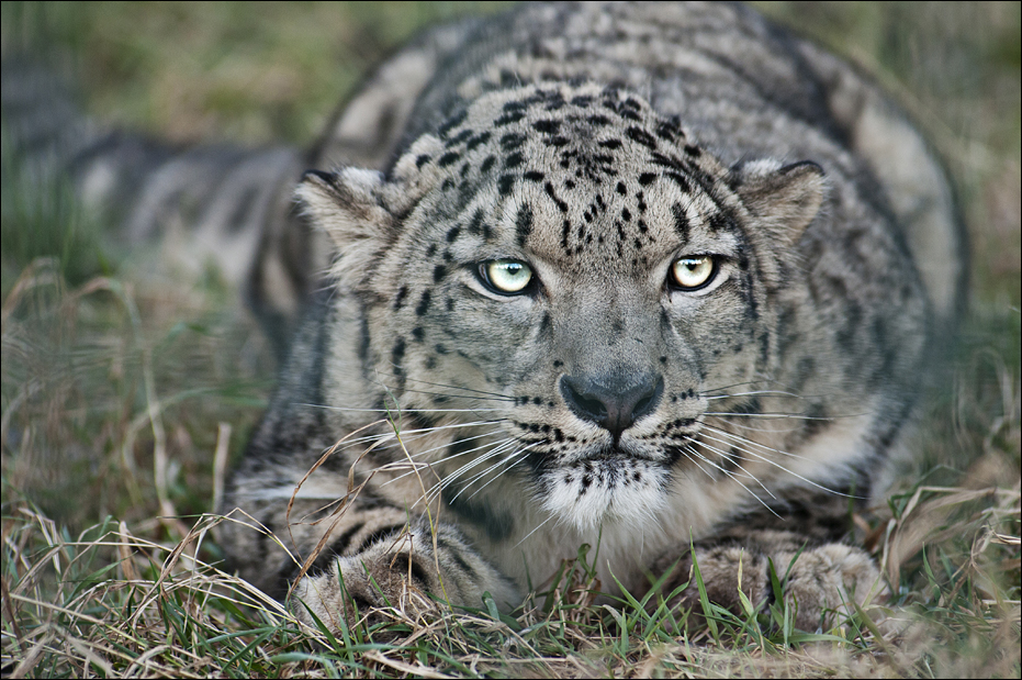 Snowleopard at Berlin Tierpark