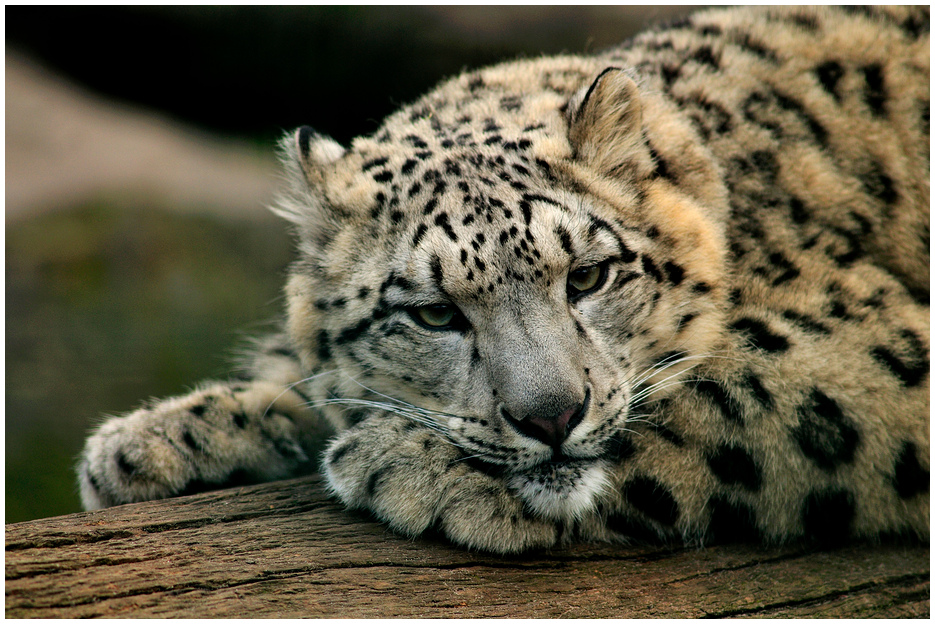 Snowleopard at Berlin Tierpark