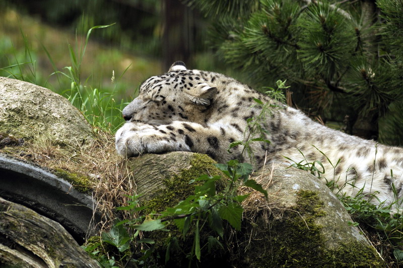 Snowleopard at Lüneburger Heide.