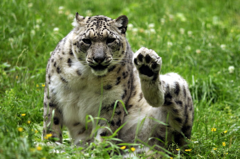 Snowleopard at Lüneburger Heide.