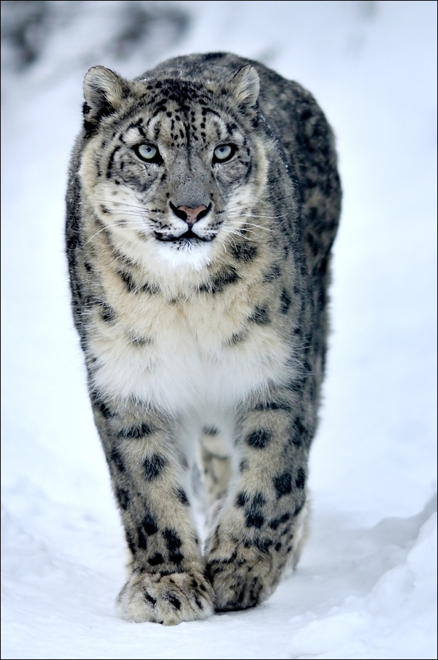 Snowleopard at Tierpark Berlin