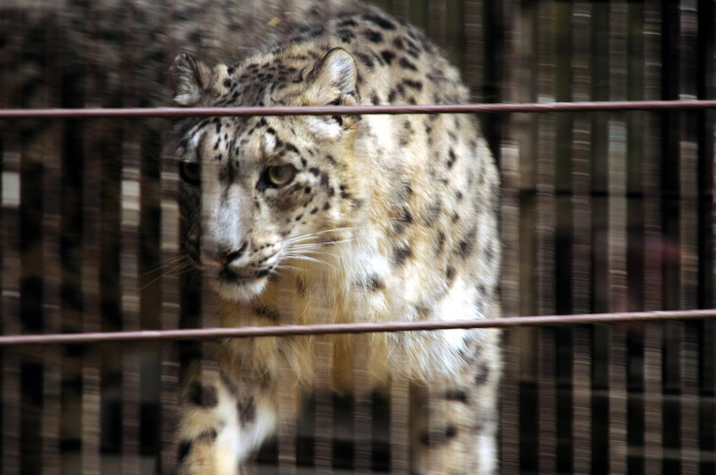 Snowleopard at Wildpark Lüneburger Heide