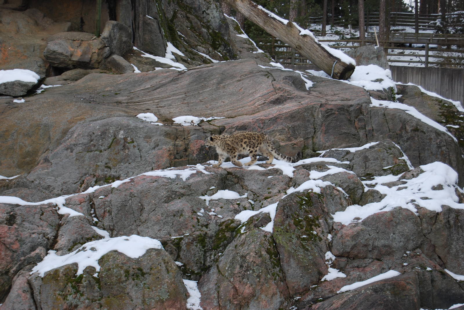 Snowleopard exbith