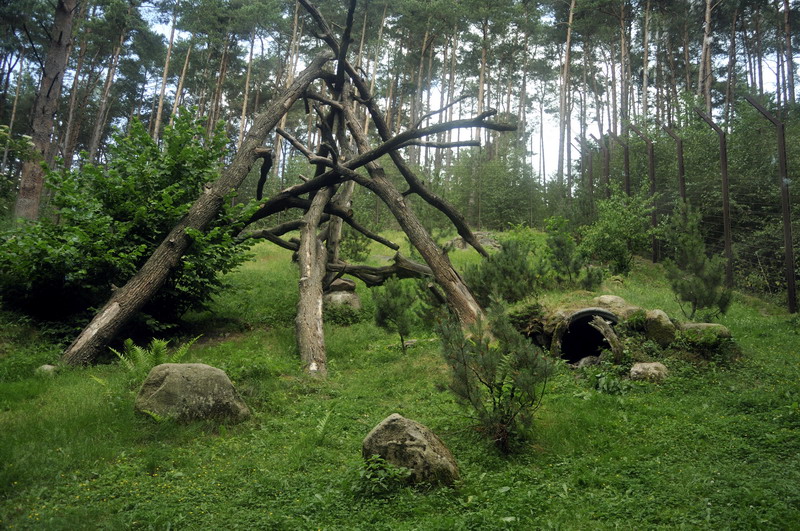 Snowleopard-exhibit at Lüneburger Heide.