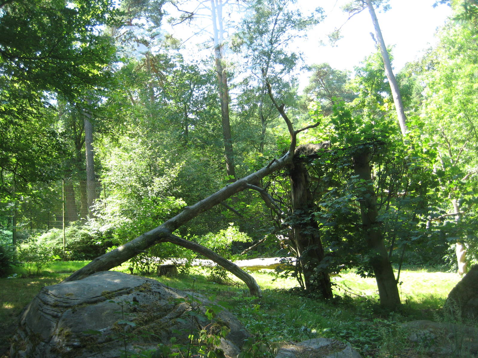 Snowleopard Exhibit at Rostock Zoo