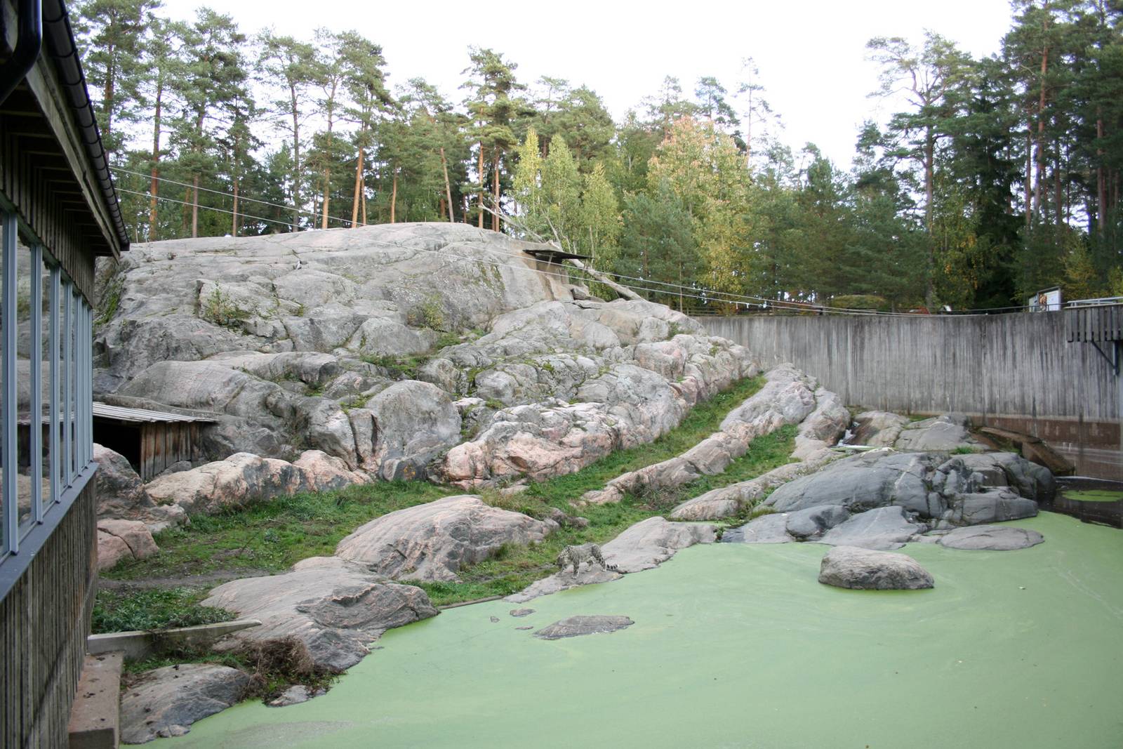 Snowleopard exhibit - Kolmården