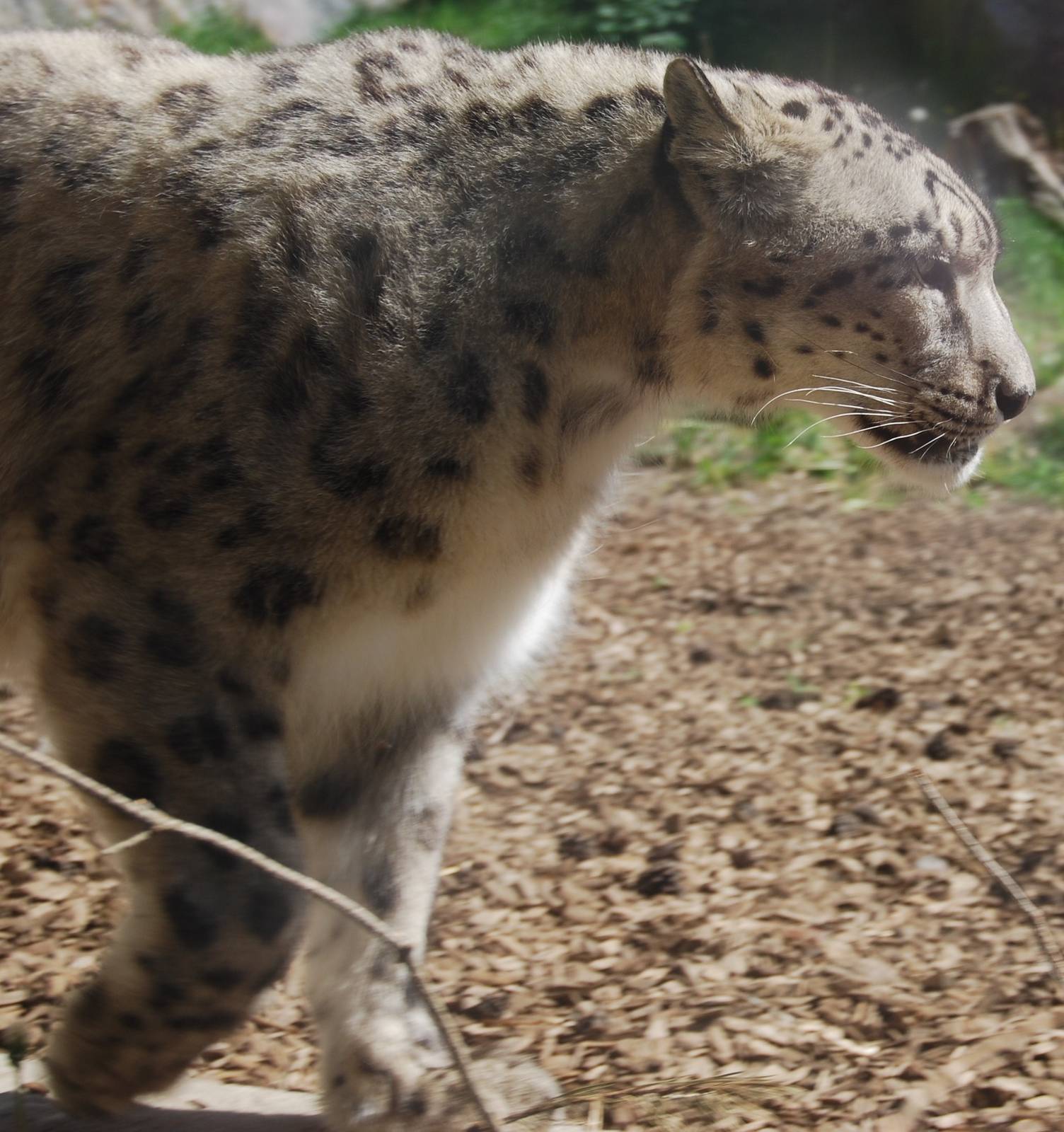 Snowleopard in Kolmarden Zoo