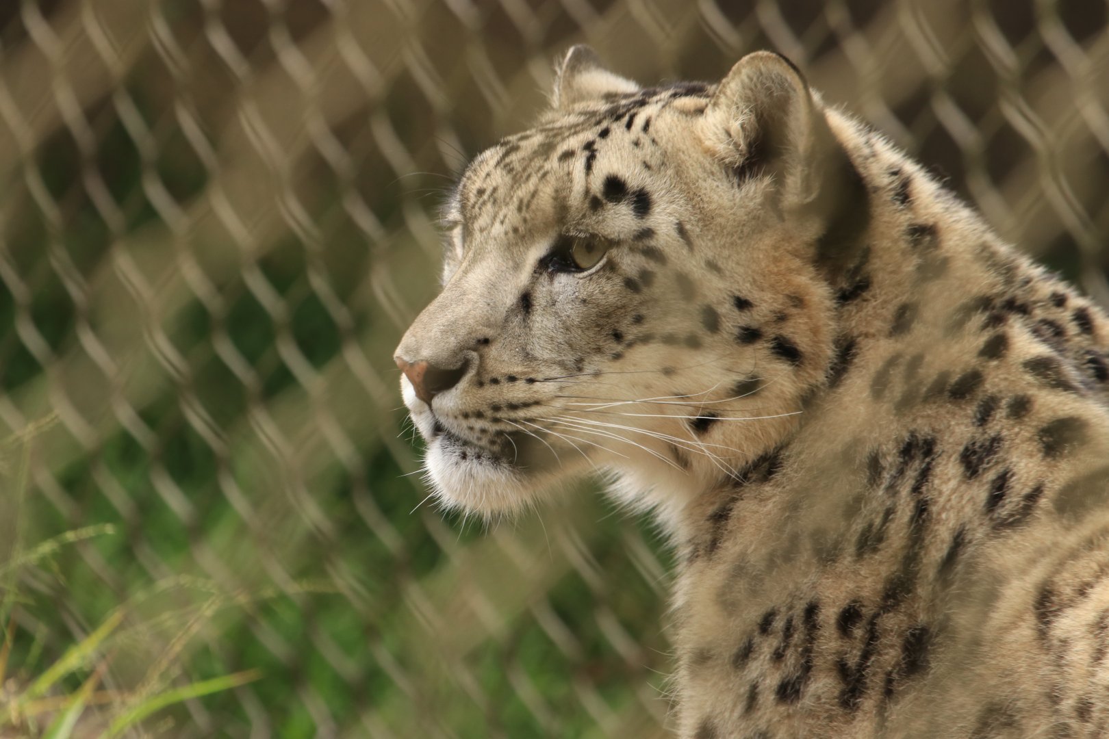 Snowleopard (June 2019)