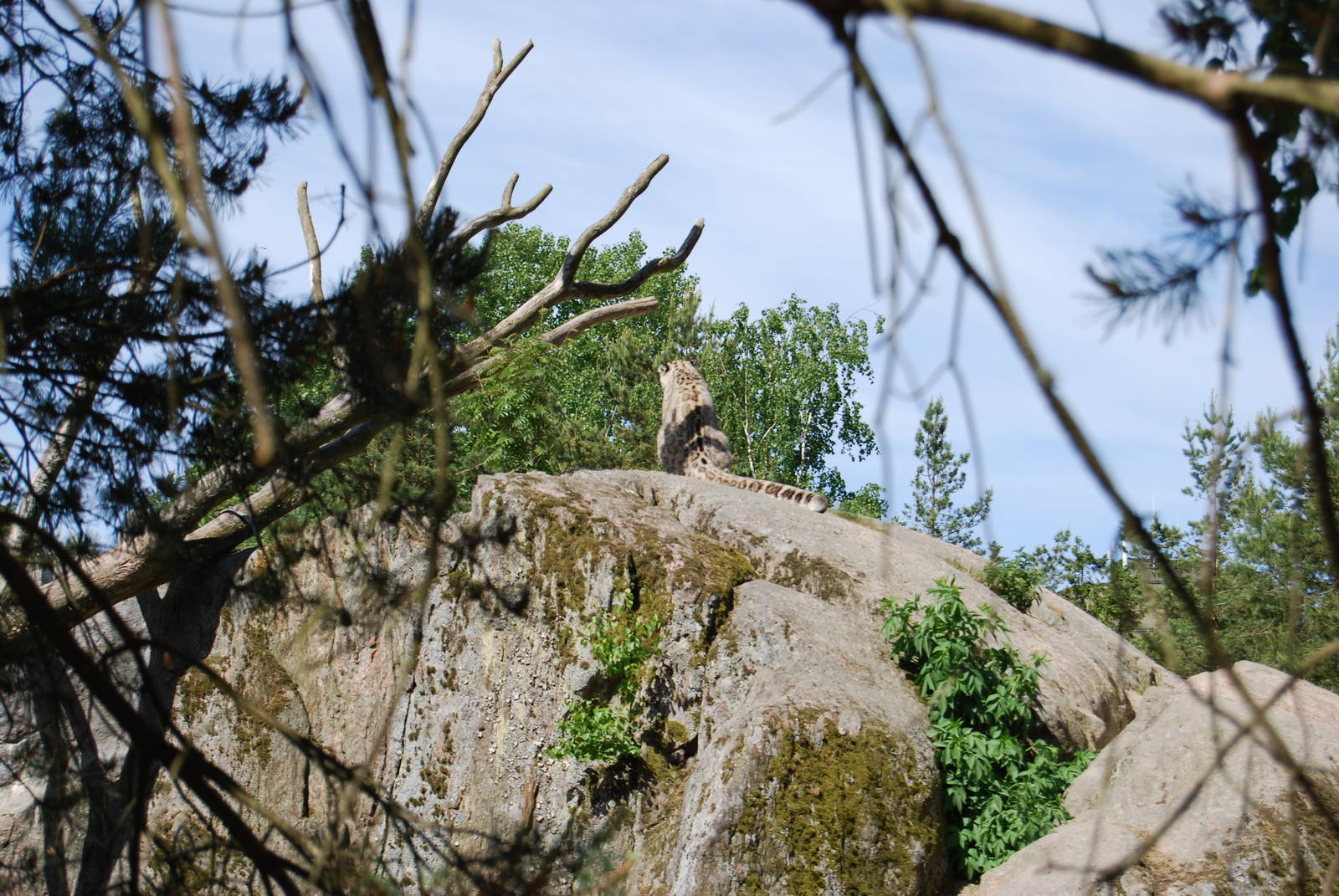 Snowleopard Kolmarden Zoo