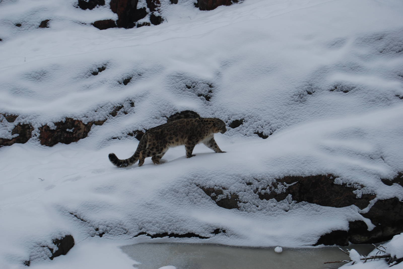 Snowleopard , Kolmarden Zoo