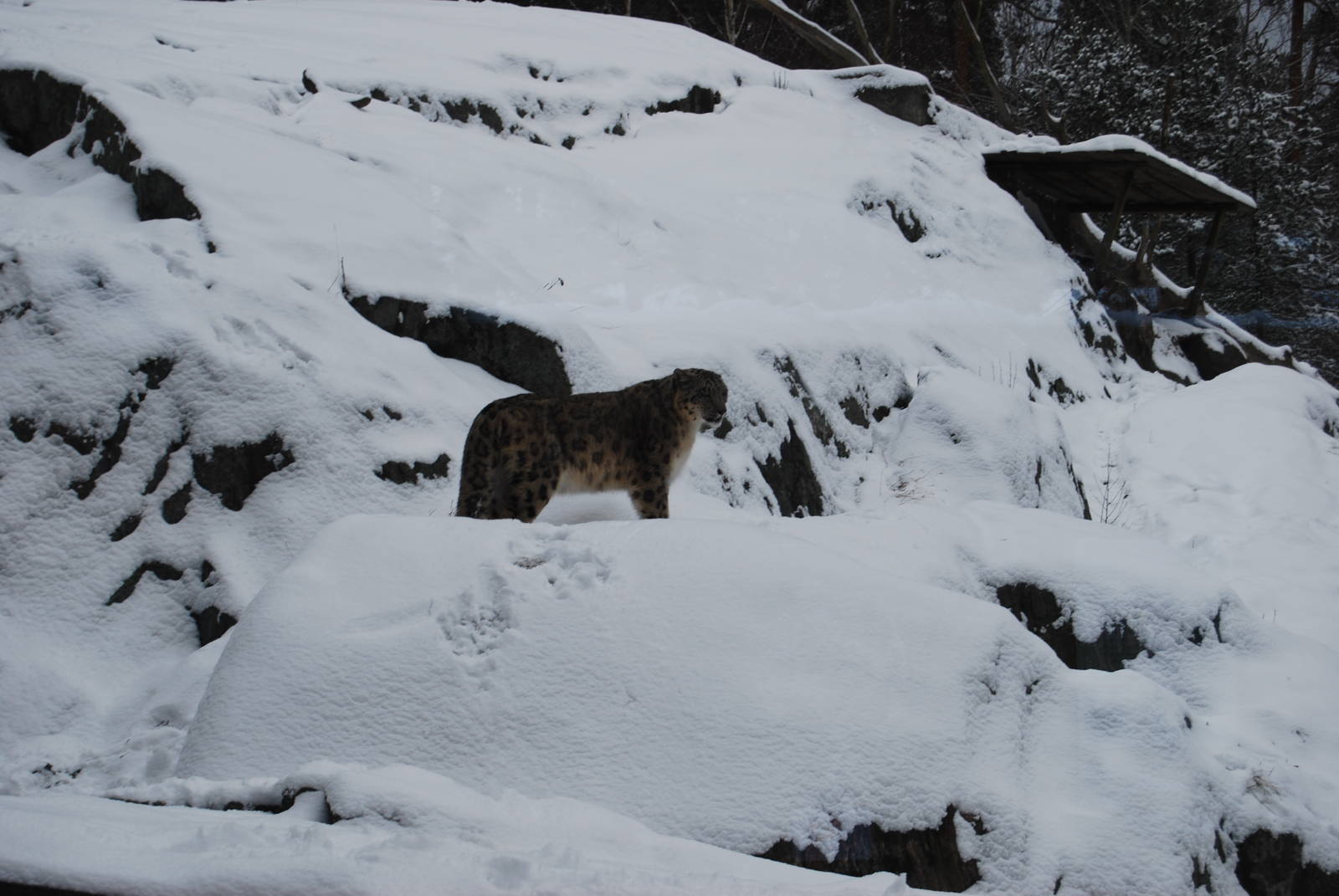 Snowleopard , Kolmarden Zoo