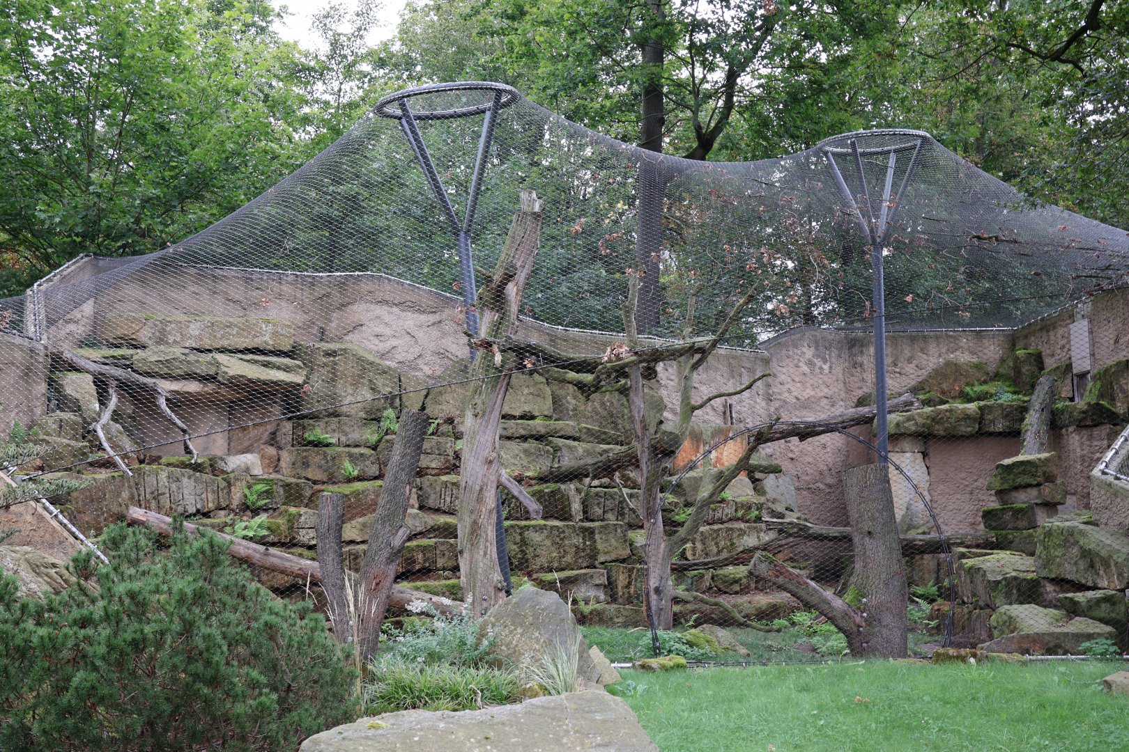 Snowleopard left enclosure