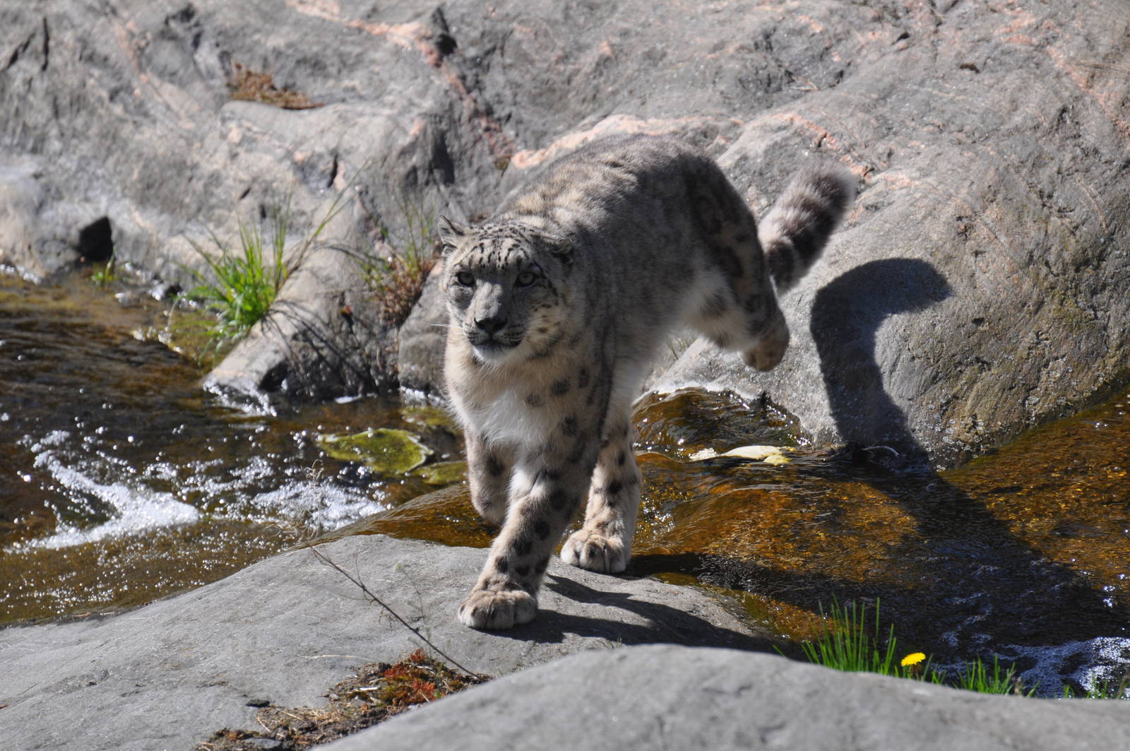 Snowleopard passing a small brook