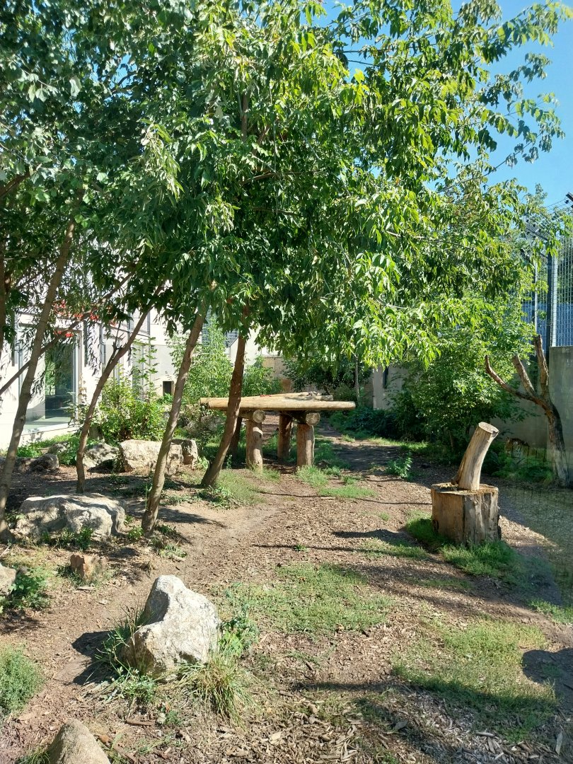 Snowleopard-Siberian Tiger house - Siberian Tiger first enclosure (Panthera tigris altaica)