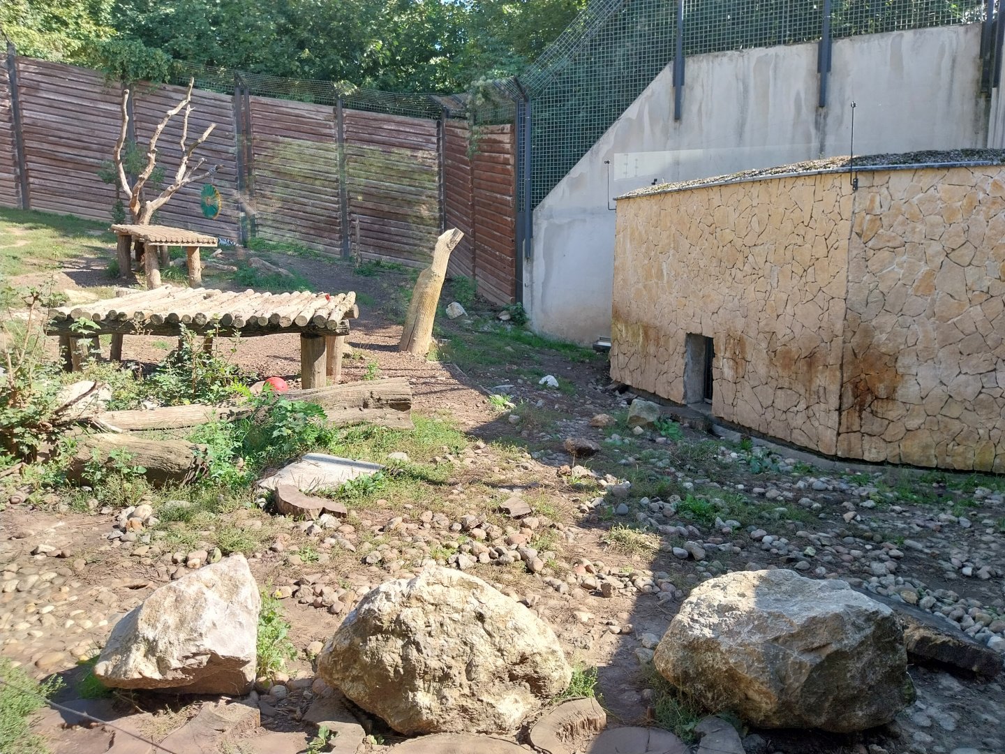 Snowleopard-Siberian Tiger house - Siberian Tiger second enclosure (Panthera tigris altaica)