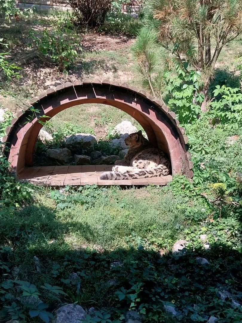 Snowleopard-Siberian Tiger house - Snowleopard (Panthera uncia)