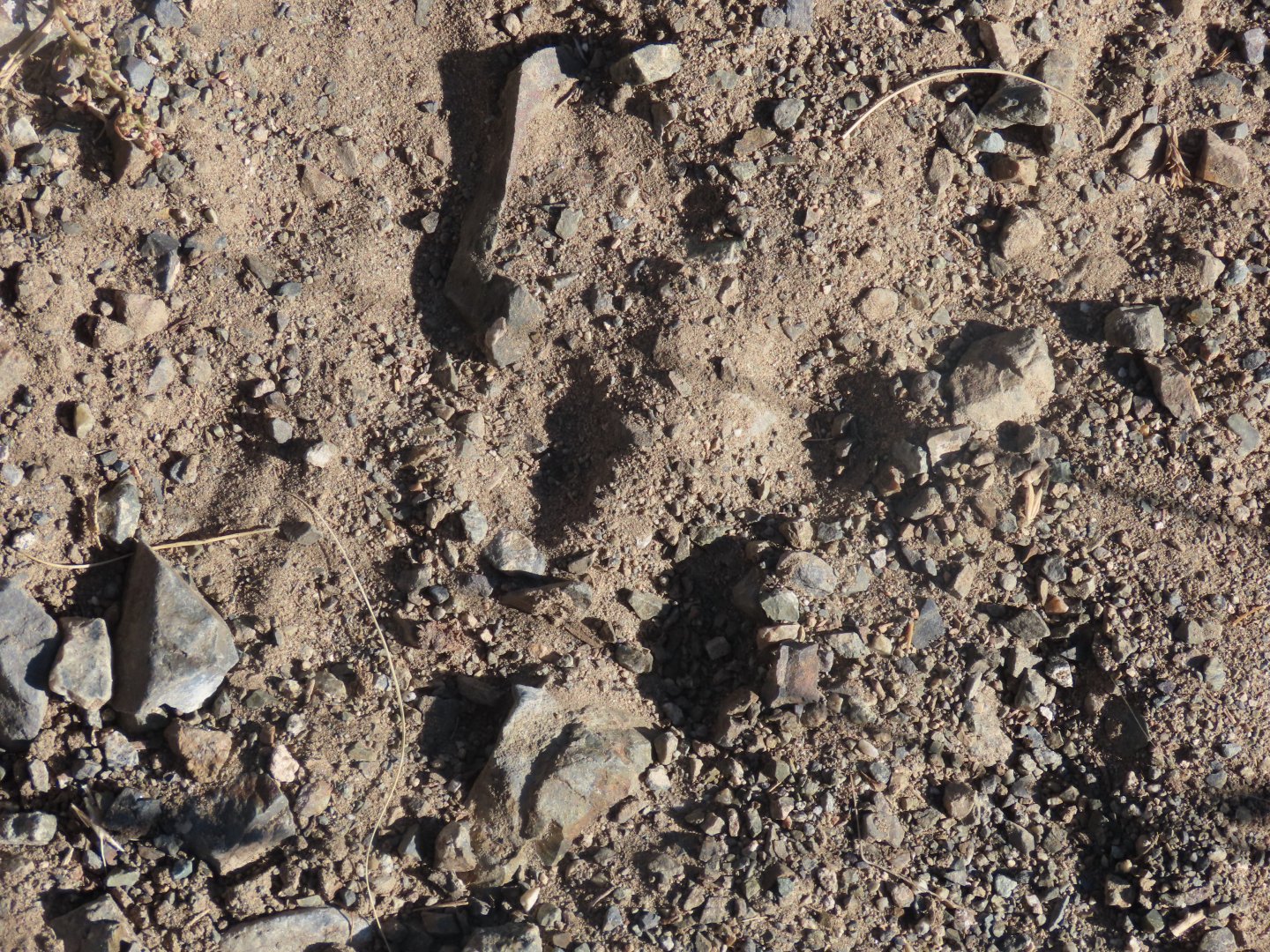 snowleopard track jargalant mounatin