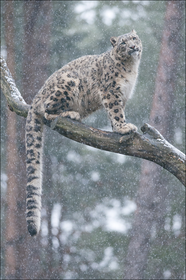 Snowleopard up high