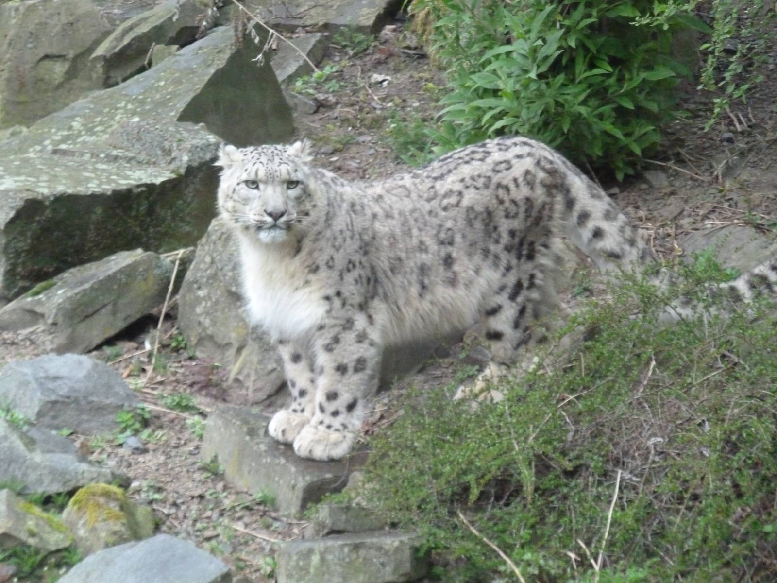 snowleopard