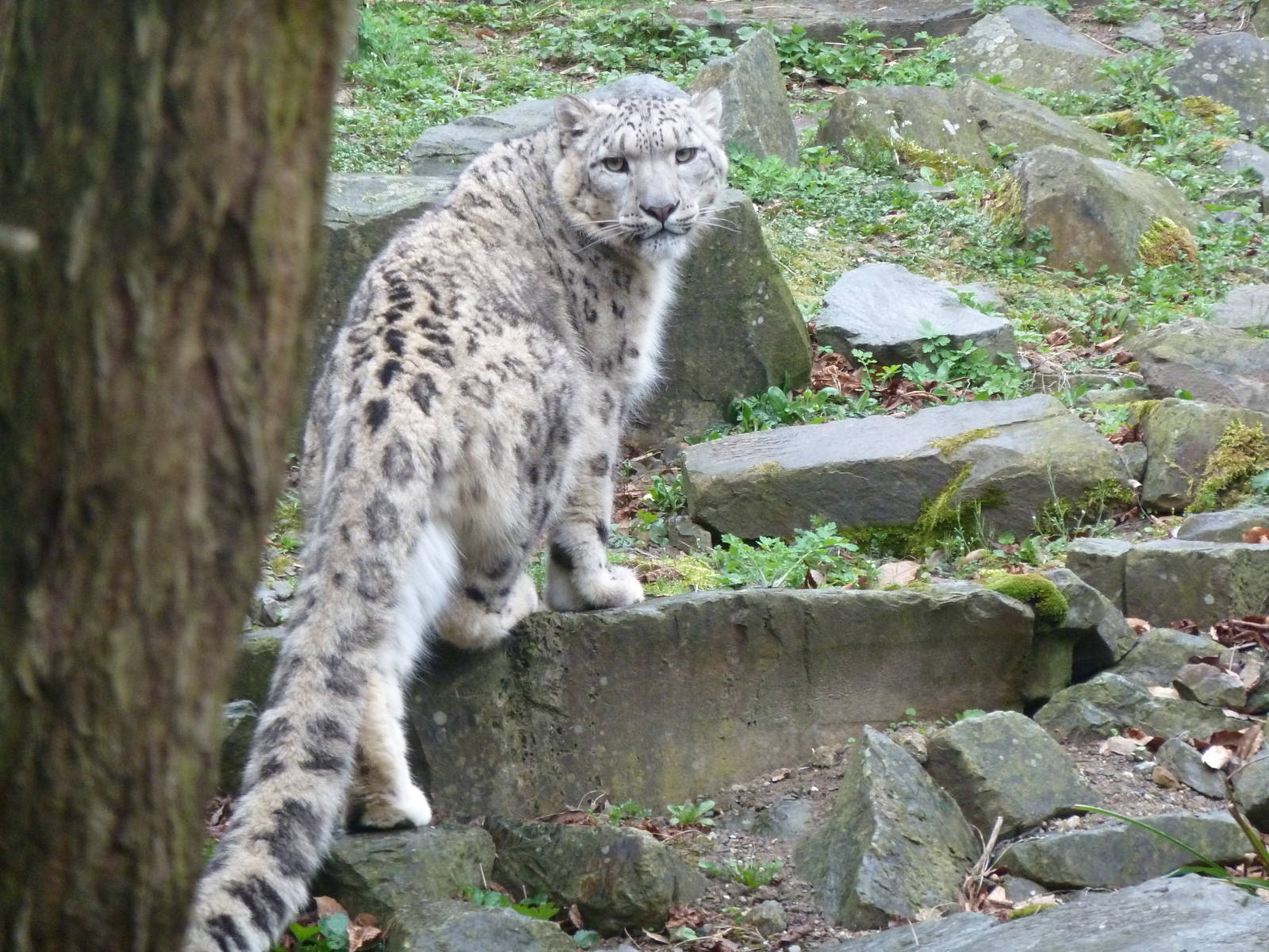 snowleopard