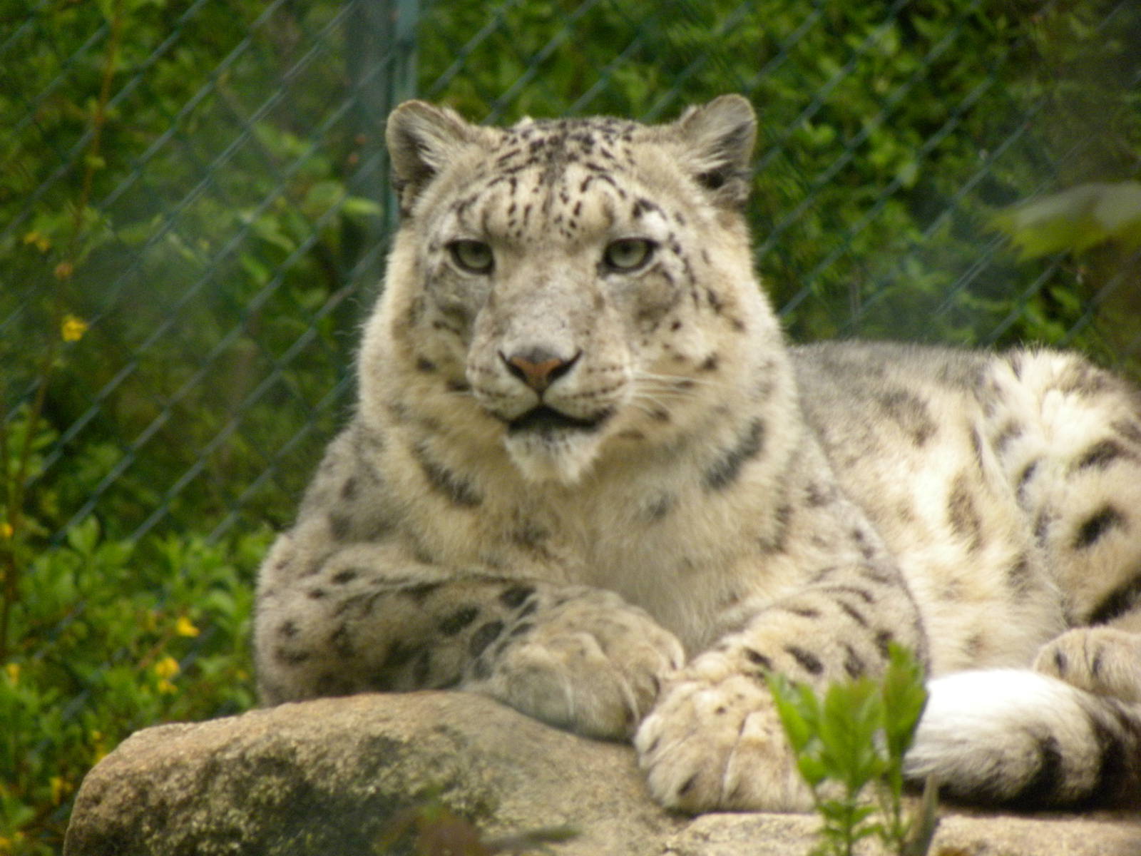 Snowleopard
