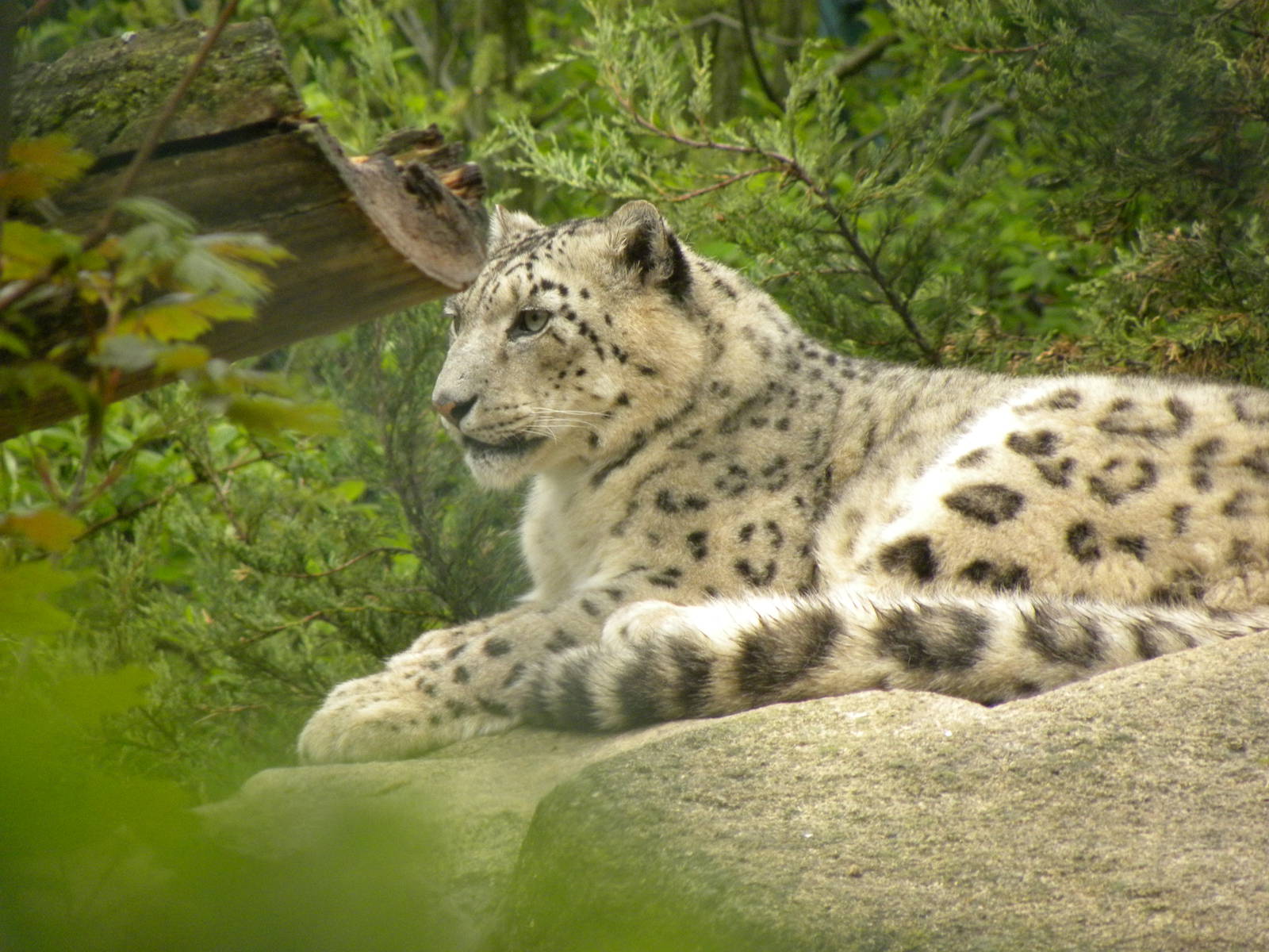 Snowleopard