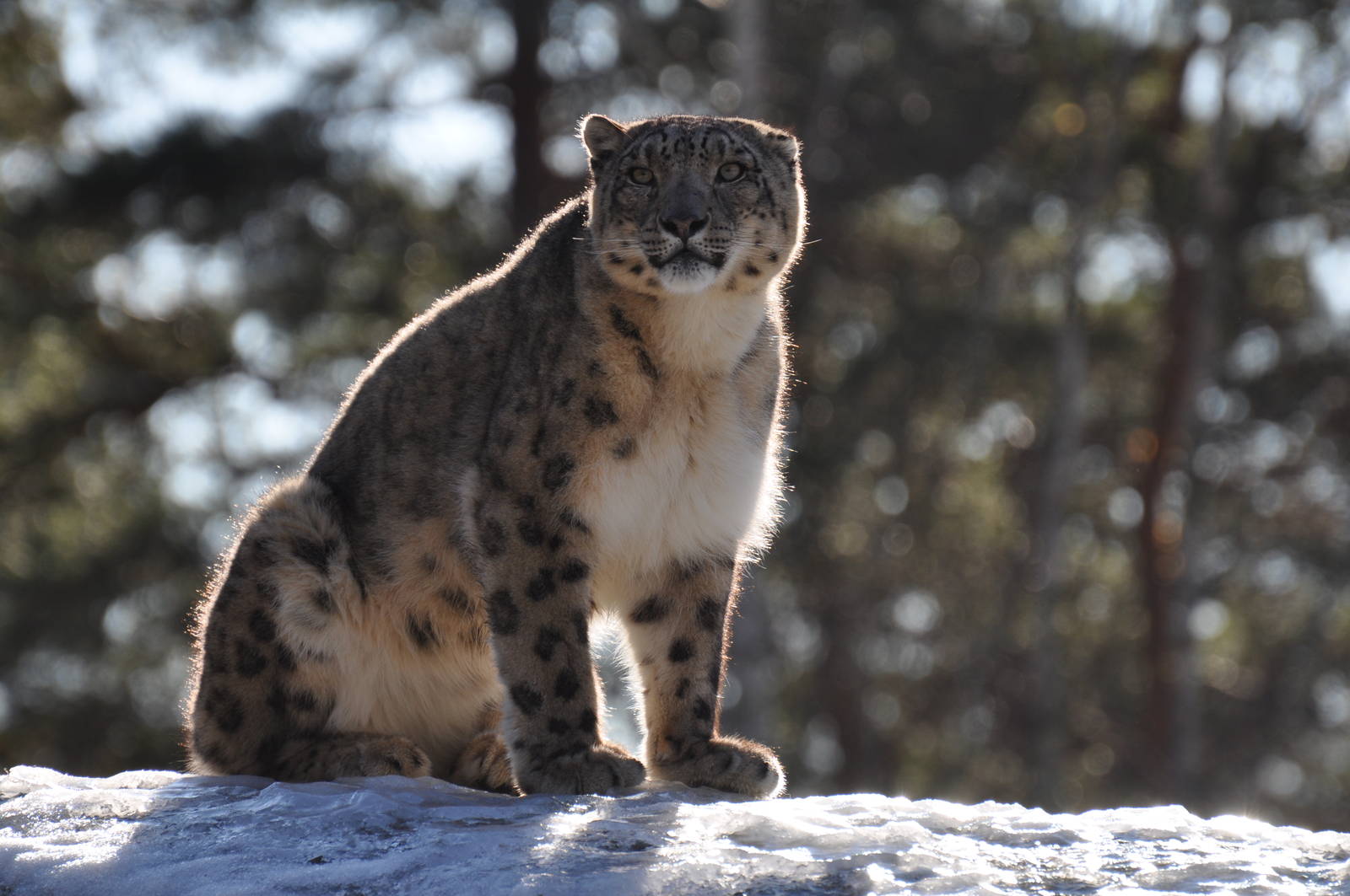 Snowleopard