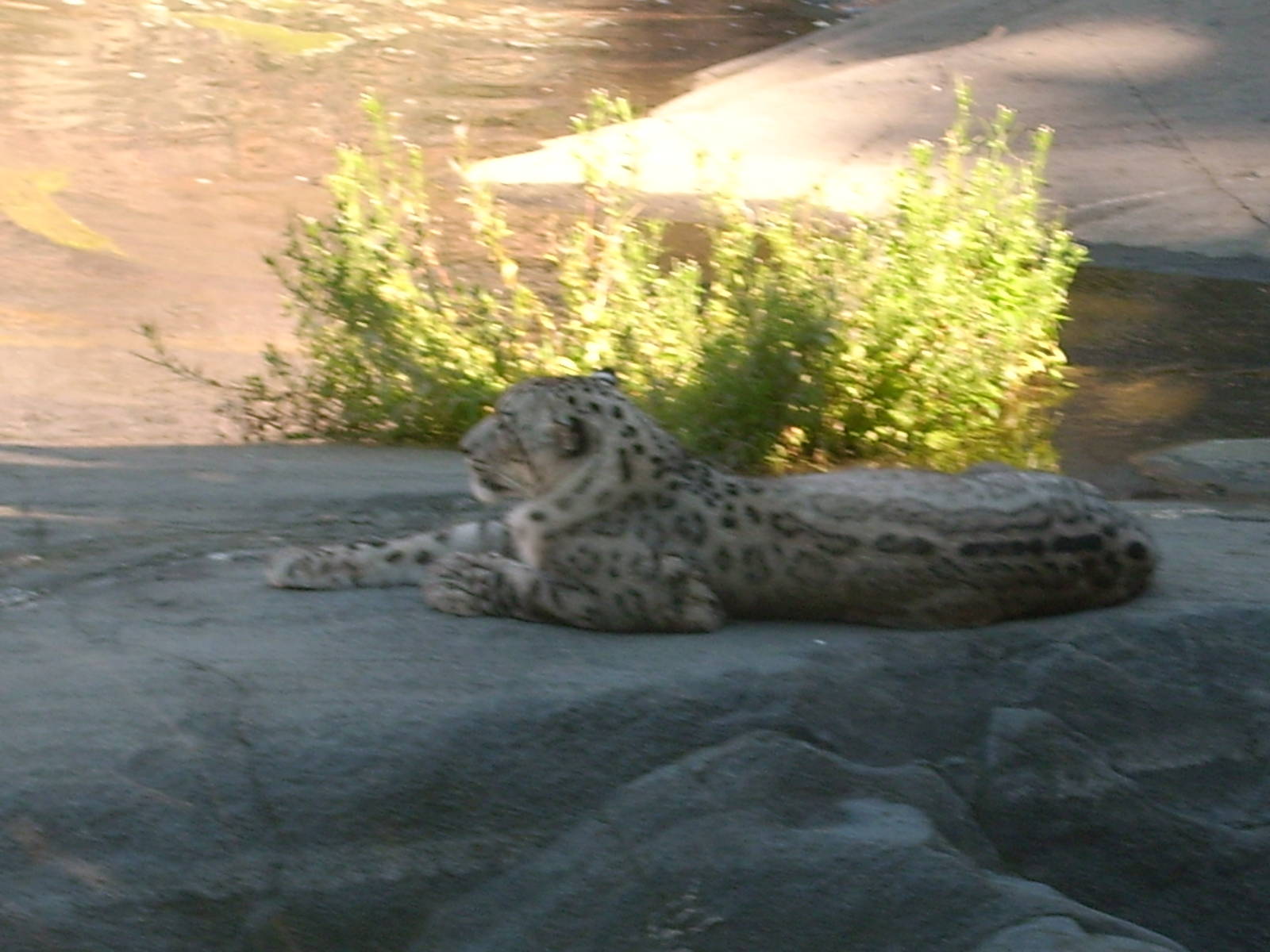 snowleopard