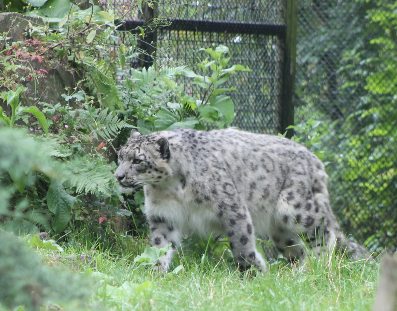 "snowleopard"