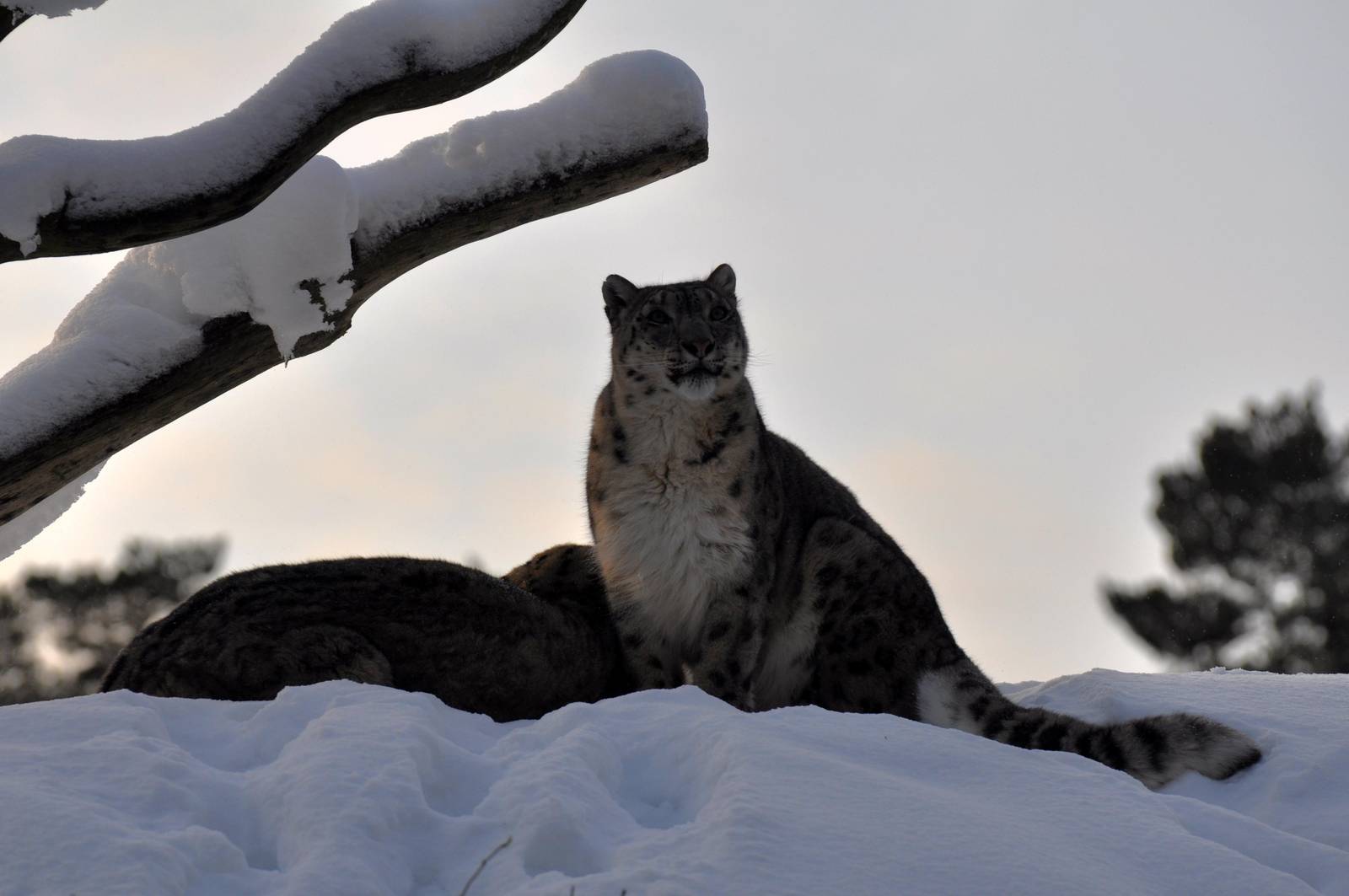 Snowleopard