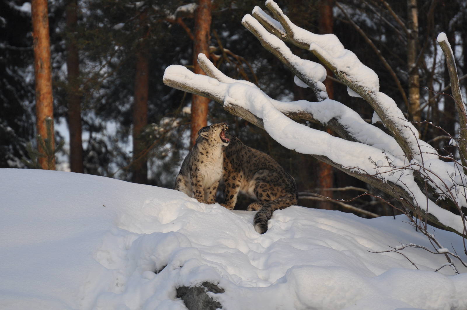Snowleopard