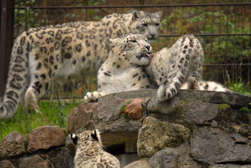 Snowleopardfamily