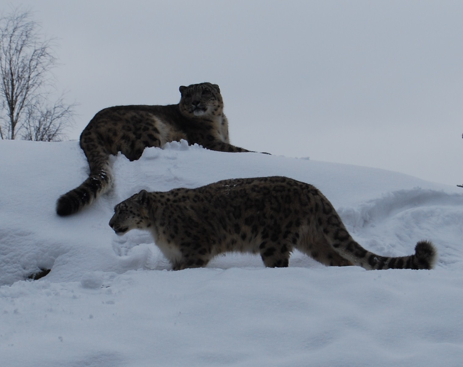 Snowleopards in Kolmården
