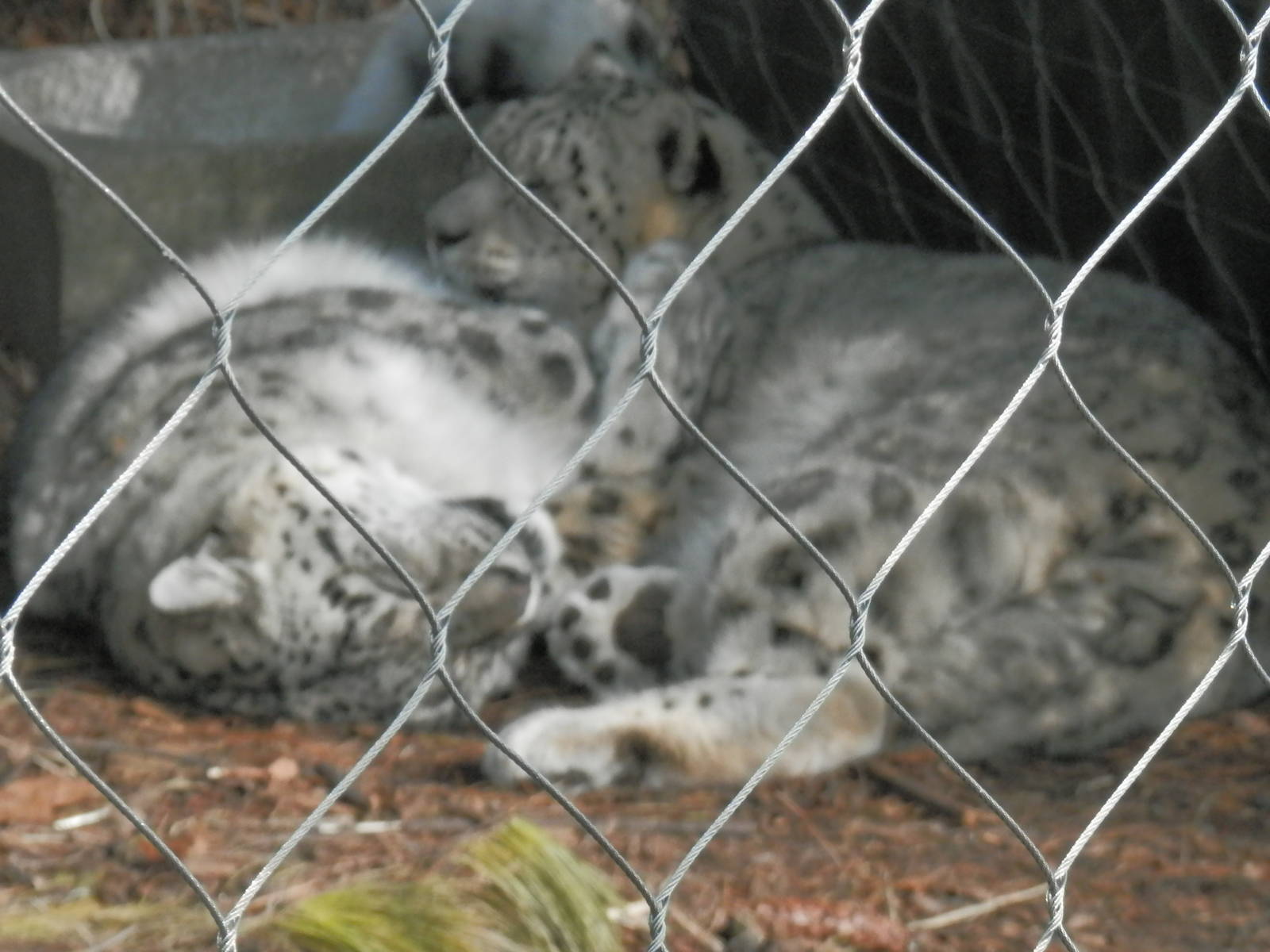 snowleopards snuggling