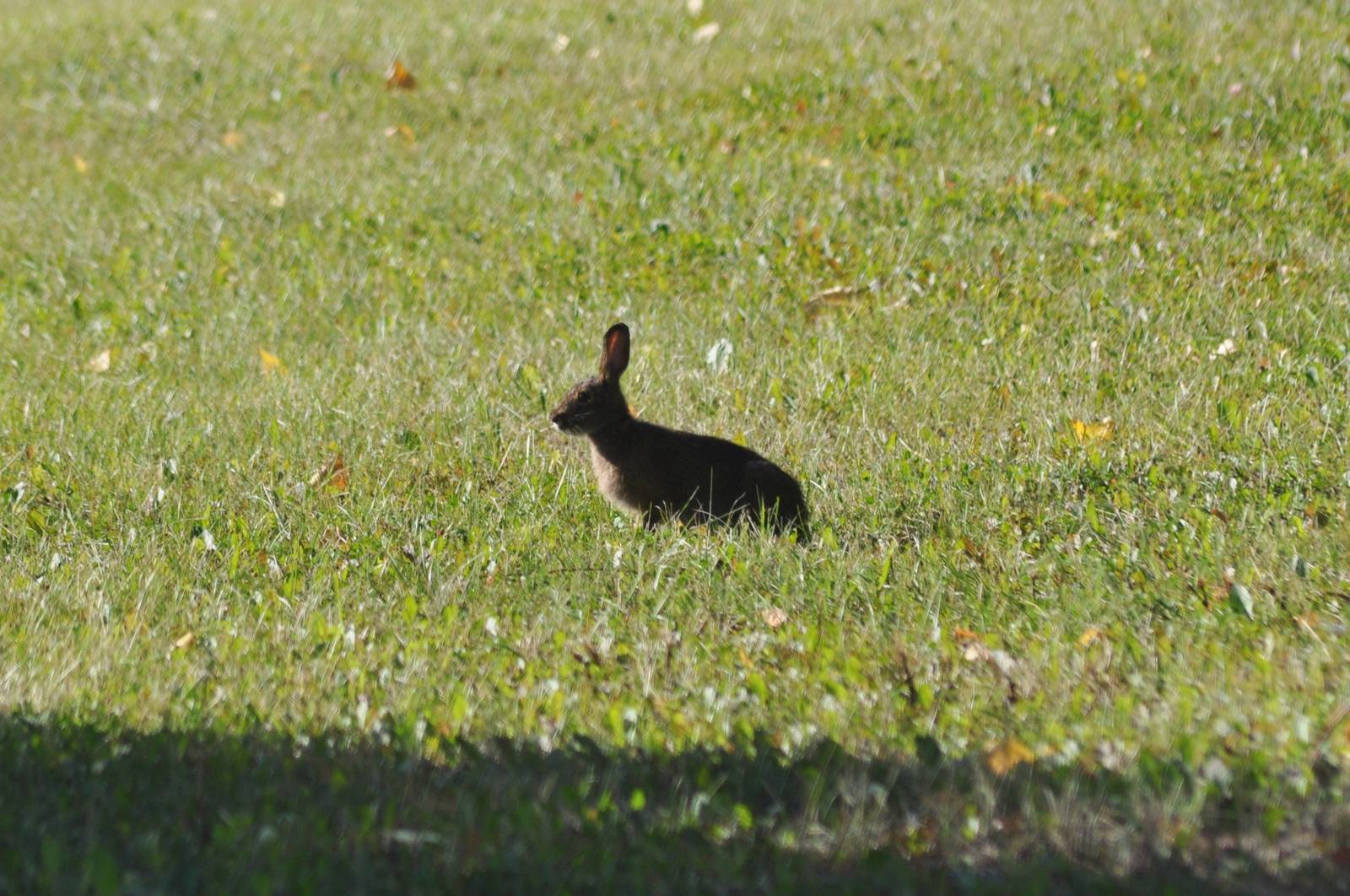 Snowshoe Hare - Alaska