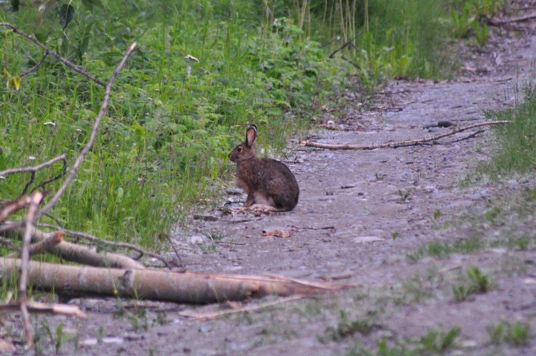 Snowshoe Hare - Alaska