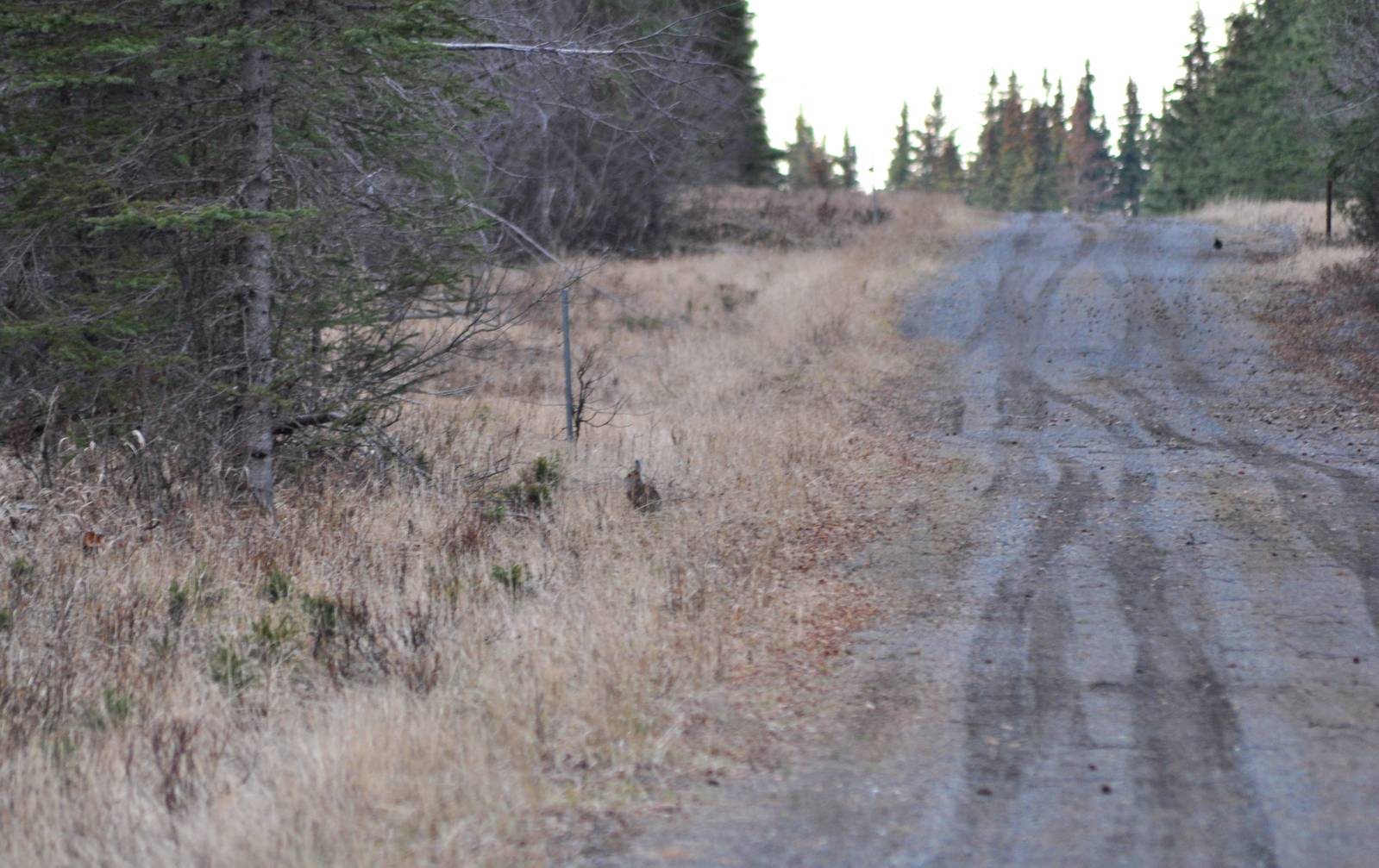 Snowshoe Hare and Spruce Grouse - Alaska