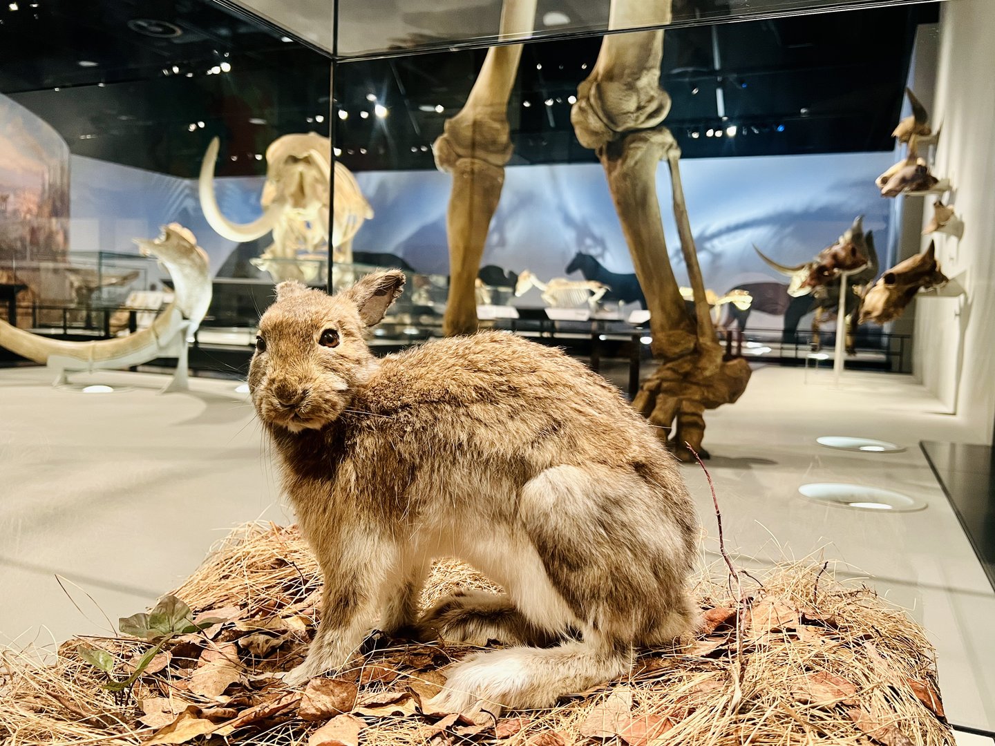 Snowshoe Hare in Ice Age Exhibit - Can you imagine the changes his tribe has witnessed these last million years?