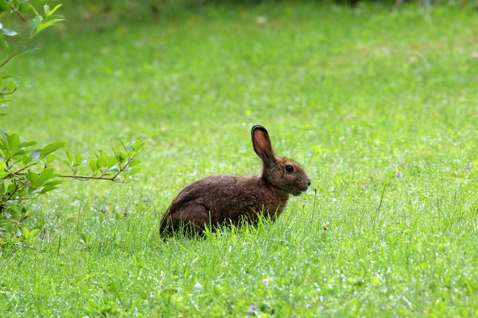 snowshoe hare (Lepus americanus)