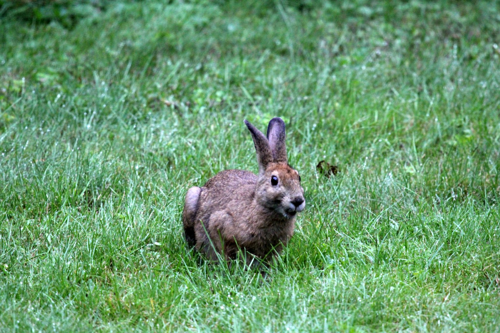 snowshoe hare (Lepus americanus)