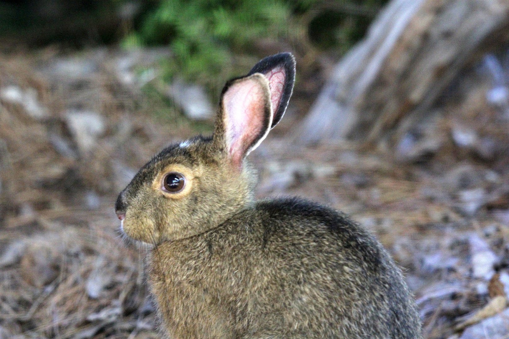 snowshoe hare (Lepus americanus)