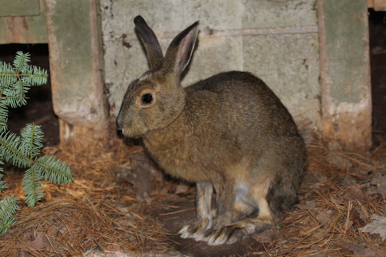 snowshoe hare (Lepus americanus)