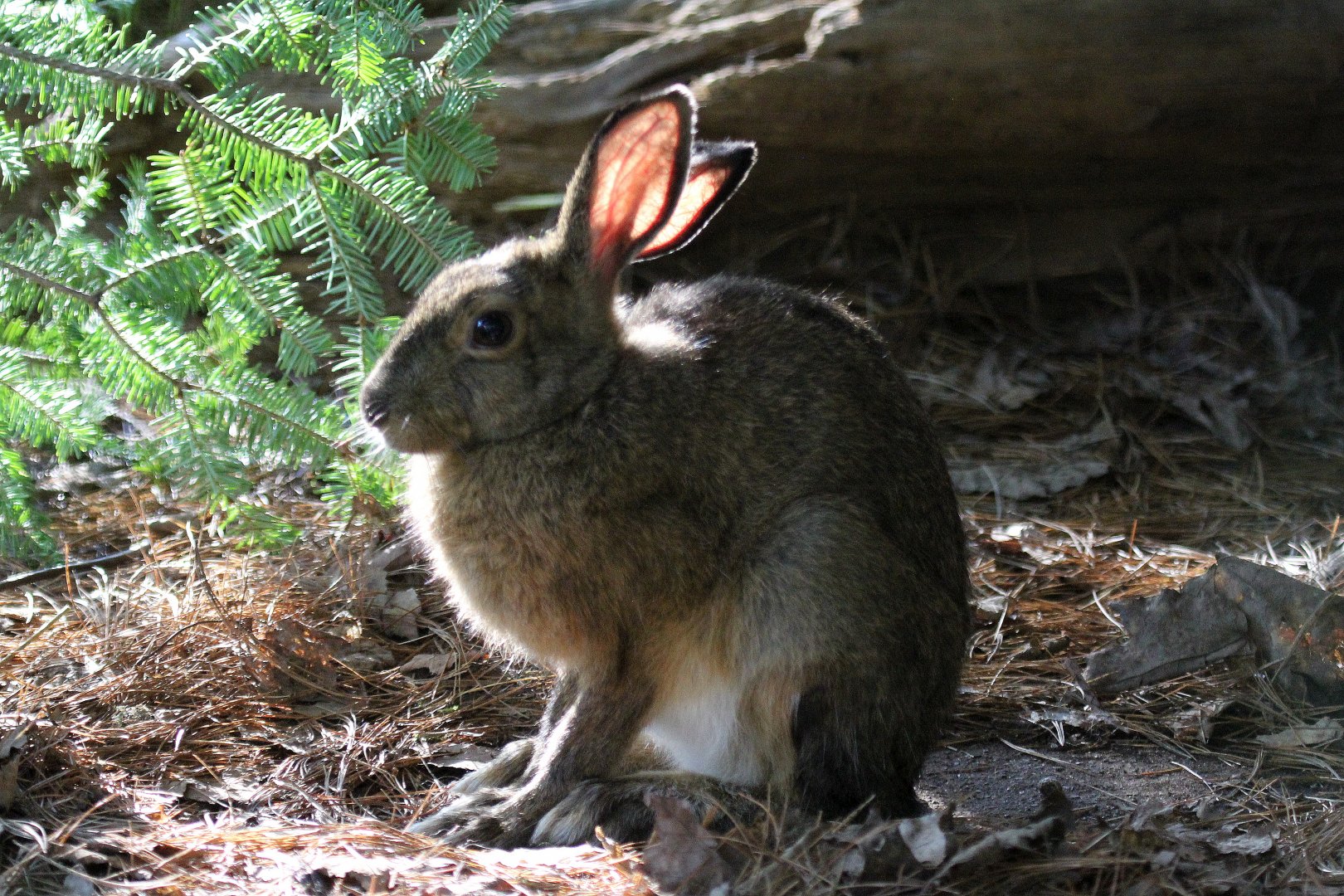 snowshoe hare (Lepus americanus)