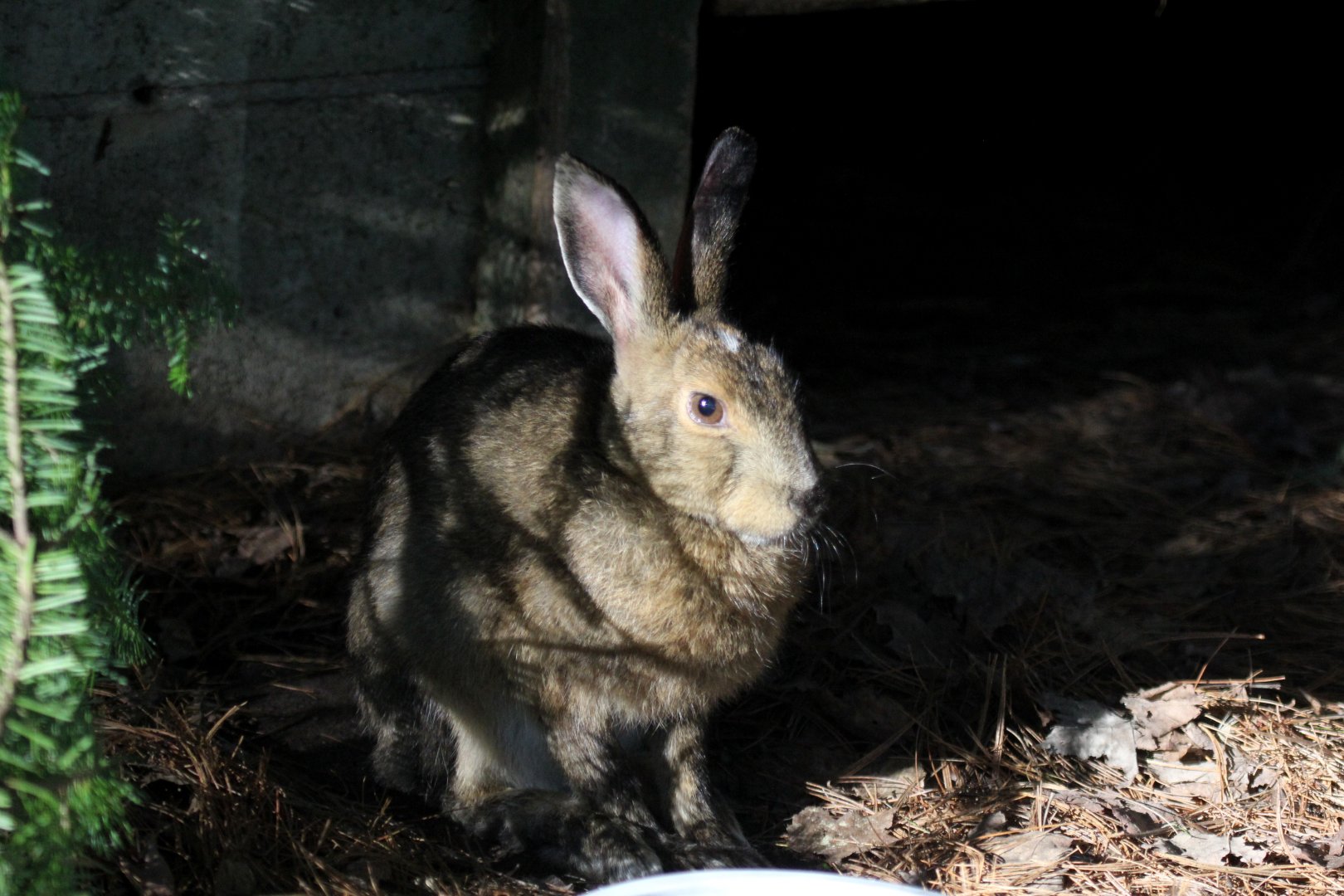 snowshoe hare (Lepus americanus)