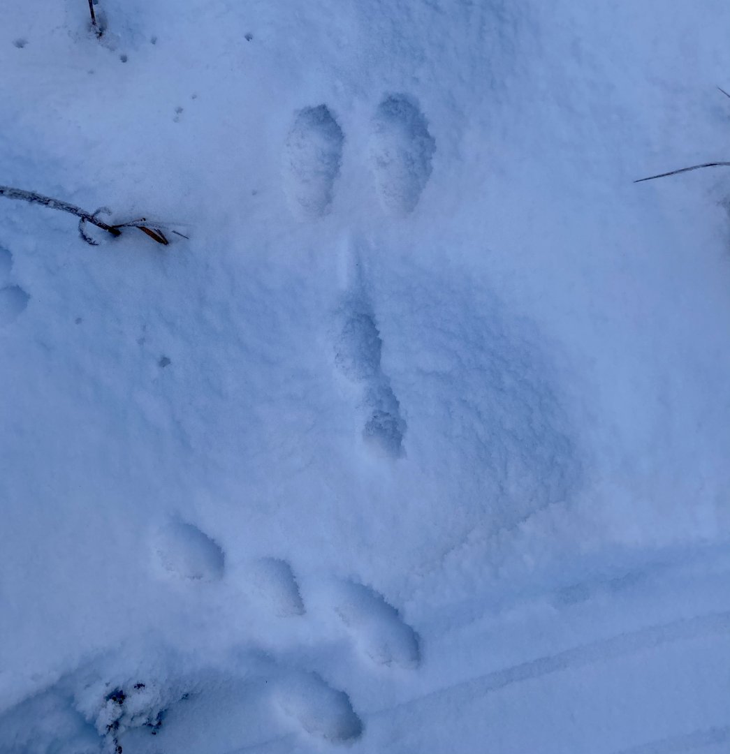 Snowshoe Hare Tracks- Alaska