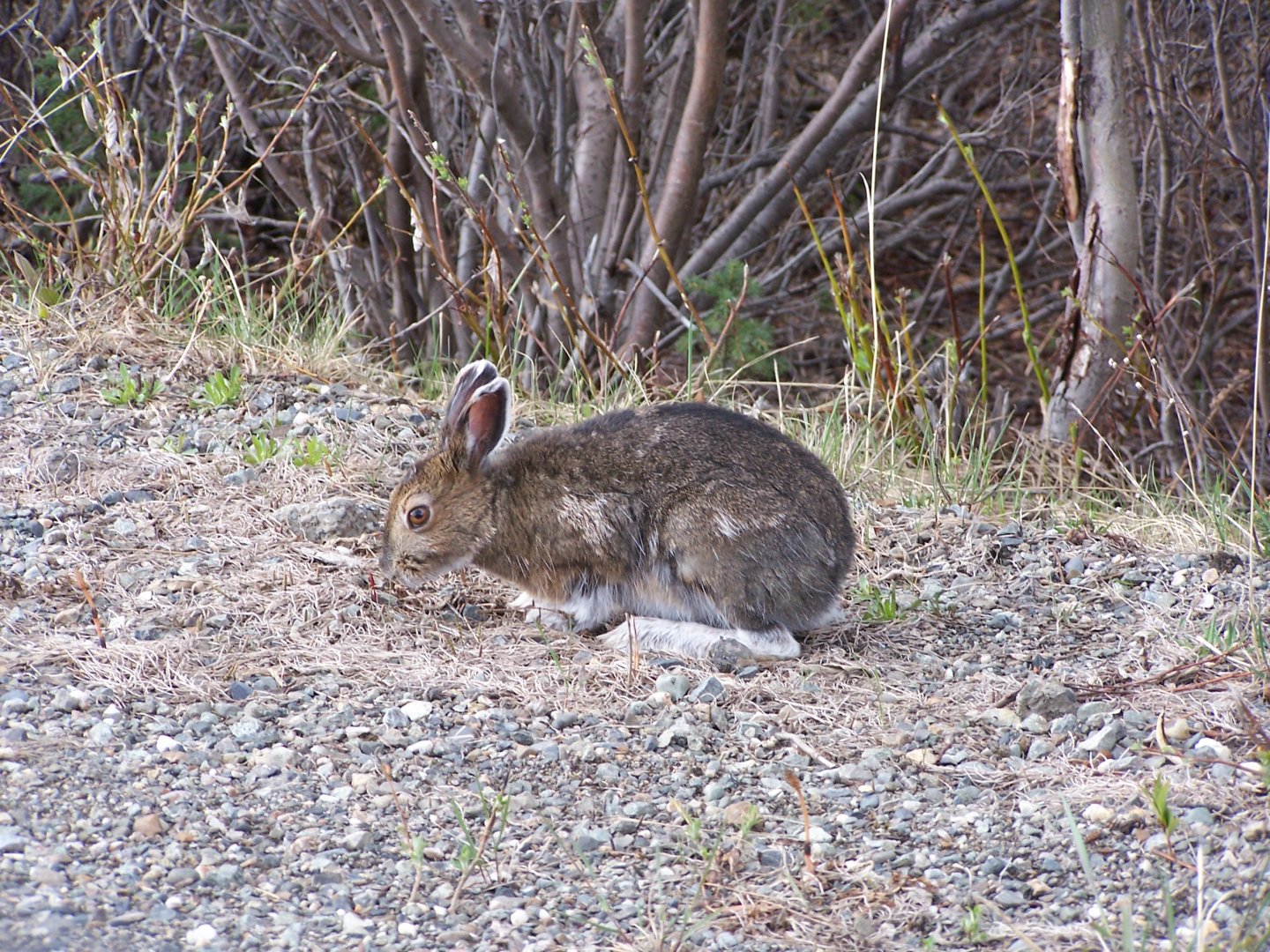 Snowshoe Hare