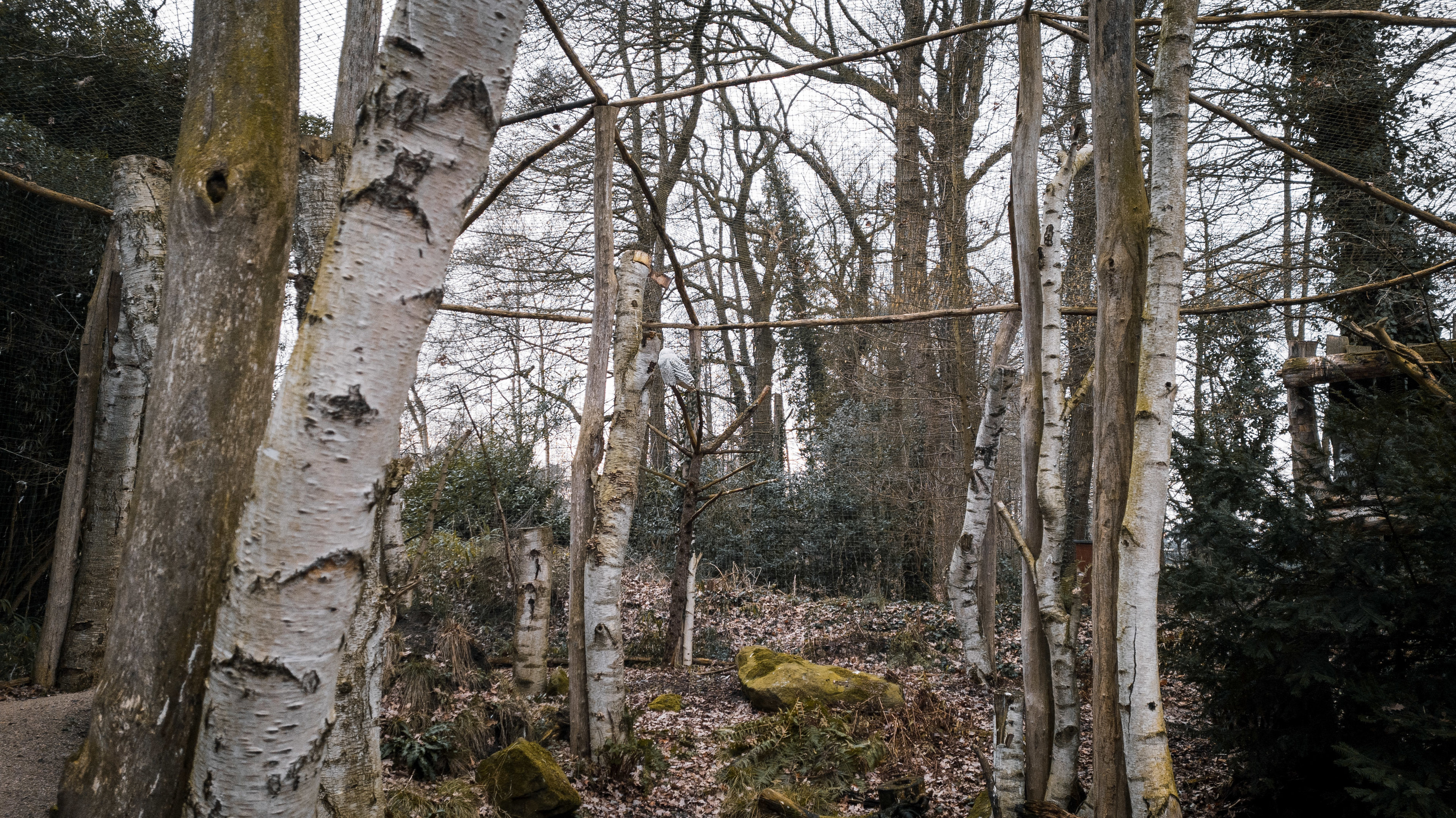 Snowy and Eurasian Great Grey Owl aviary
