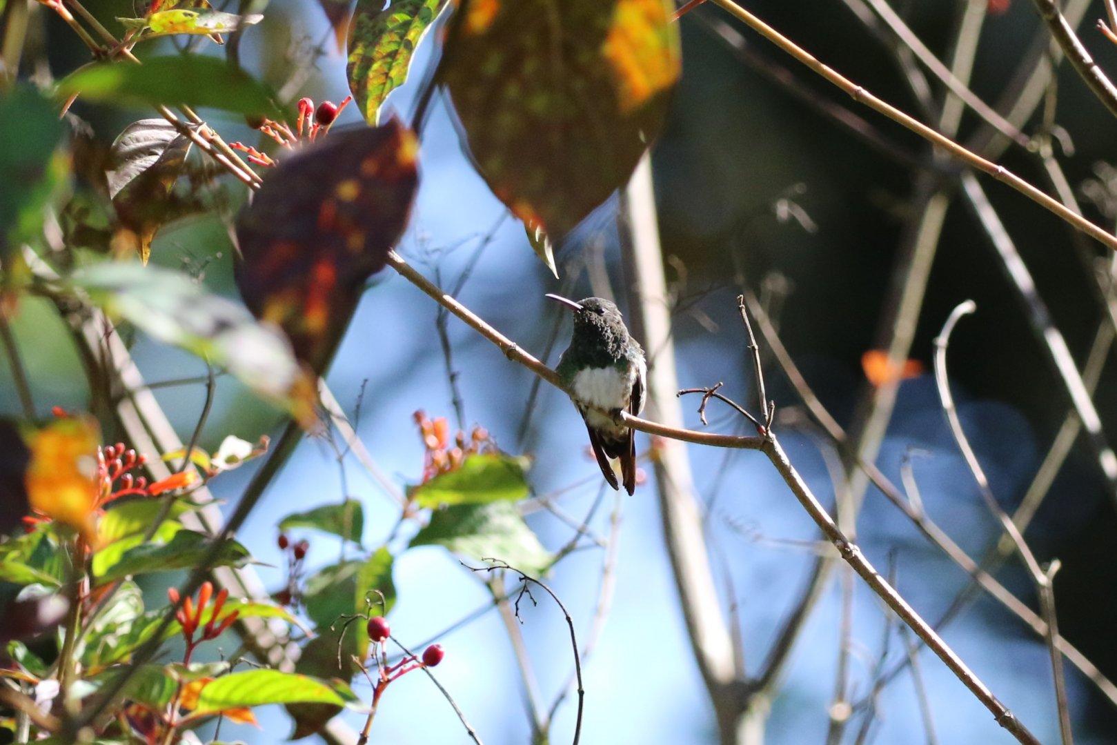 Snowy-bellied Hummingbird