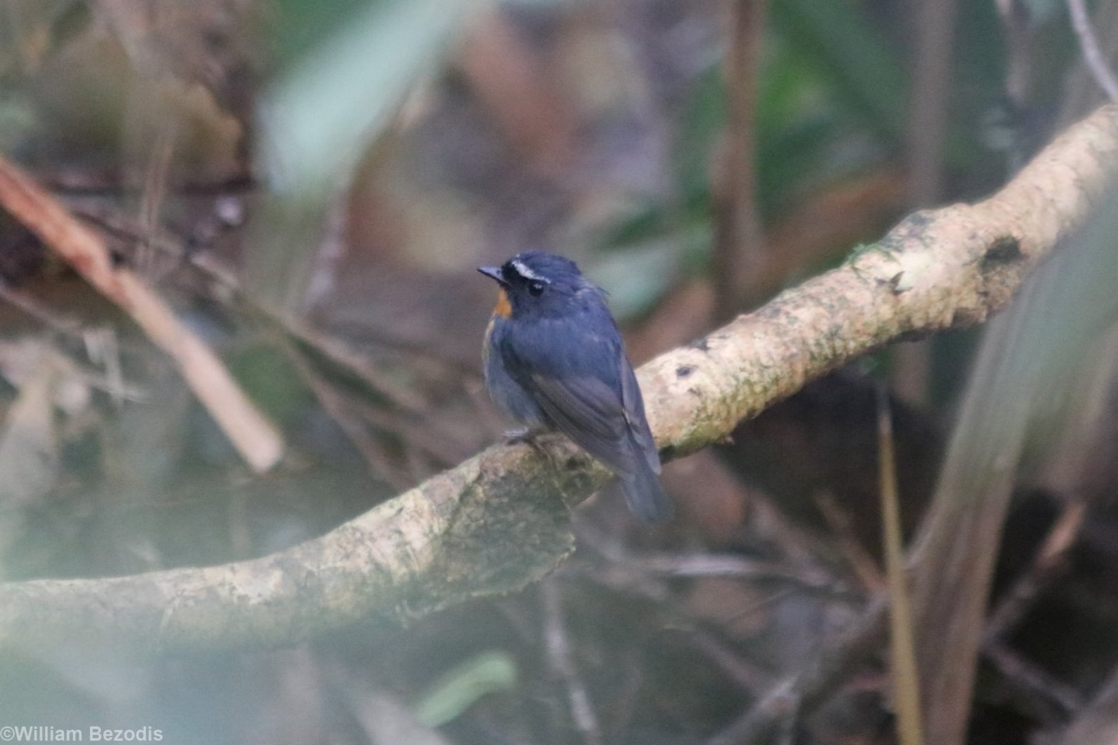 Snowy-browed Flycatcher - Mount Kinabalu